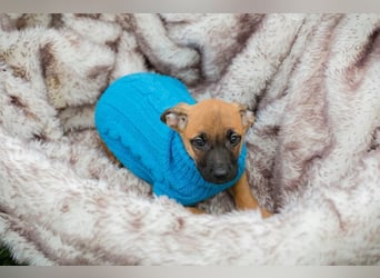 Welpe Chip-Nr. 266138 - wenn ich groß bin möchte ich ein richtiger Familienhund sein!