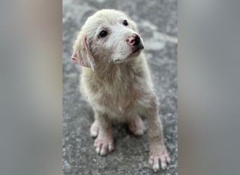 Jonte, geb. ca. 05/2026, lebt in GRIECHENLAND, im städt. Tierheim Serres
