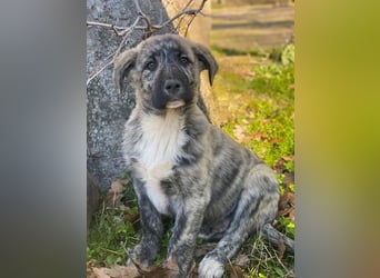 Tofu, geb. ca. 10/2025, lebt in GRIECHENLAND, im städt. Tierheim Serres