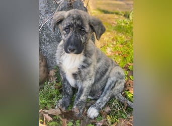 Tofu, geb. ca. 10/2025, lebt in GRIECHENLAND, im städt. Tierheim Serres