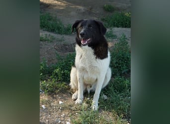 Cap, geb. ca. 06/2024, lebt in GRIECHENLAND, im städt. Tierheim Serres