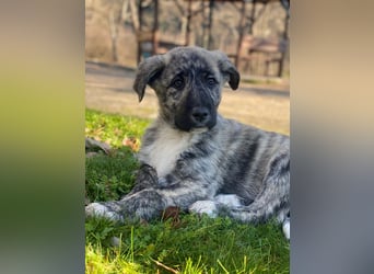 Tofu, geb. ca. 10/2025, lebt in GRIECHENLAND, im städt. Tierheim Serres