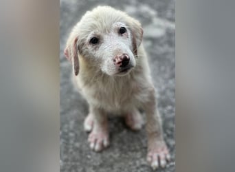 Jonte, geb. ca. 05/2026, lebt in GRIECHENLAND, im städt. Tierheim Serres