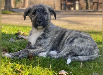 Tofu, geb. ca. 10/2025, lebt in GRIECHENLAND, im städt. Tierheim Serres