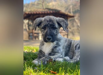 Tofu, geb. ca. 10/2025, lebt in GRIECHENLAND, im städt. Tierheim Serres