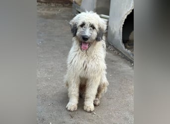 Taigo, geb. ca. 09/2025, lebt in GRIECHENLAND, im städt. Tierheim Serres
