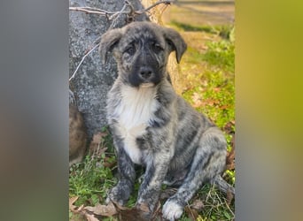 Tofu, geb. ca. 10/2025, lebt in GRIECHENLAND, im städt. Tierheim Serres