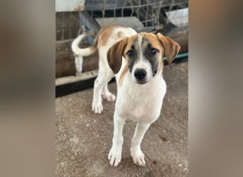 Haschi, geb. ca. 03/2026, lebt in GRIECHENLAND, im städt. Tierheim Serres