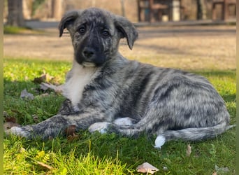 Tofu, geb. ca. 10/2025, lebt in GRIECHENLAND, im städt. Tierheim Serres