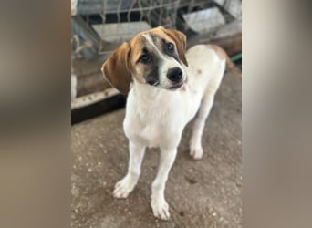 Haschi, geb. ca. 03/2026, lebt in GRIECHENLAND, im städt. Tierheim Serres