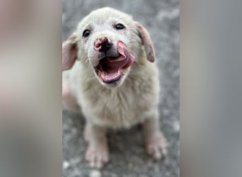 Jonte, geb. ca. 05/2026, lebt in GRIECHENLAND, im städt. Tierheim Serres