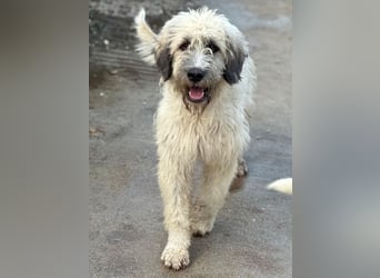 Taigo, geb. ca. 09/2025, lebt in GRIECHENLAND, im städt. Tierheim Serres