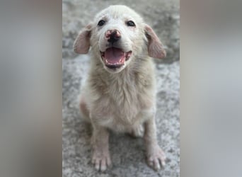 Jonte, geb. ca. 05/2026, lebt in GRIECHENLAND, im städt. Tierheim Serres