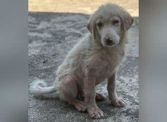 Jonte, geb. ca. 05/2026, lebt in GRIECHENLAND, im städt. Tierheim Serres