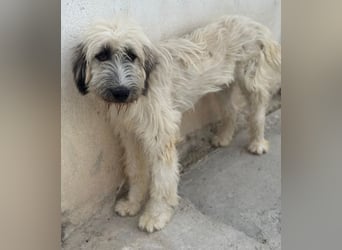 Taigo, geb. ca. 09/2025, lebt in GRIECHENLAND, im städt. Tierheim Serres