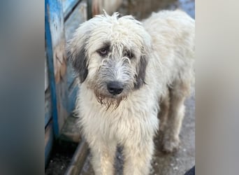 Taigo, geb. ca. 09/2025, lebt in GRIECHENLAND, im städt. Tierheim Serres
