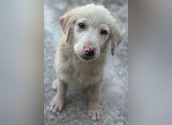 Jonte, geb. ca. 05/2026, lebt in GRIECHENLAND, im städt. Tierheim Serres