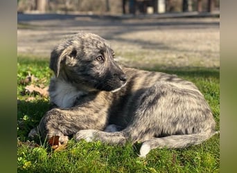 Tofu, geb. ca. 10/2025, lebt in GRIECHENLAND, im städt. Tierheim Serres