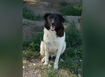 Cap, geb. ca. 06/2024, lebt in GRIECHENLAND, im städt. Tierheim Serres