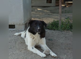 Cap, geb. ca. 06/2024, lebt in GRIECHENLAND, im städt. Tierheim Serres