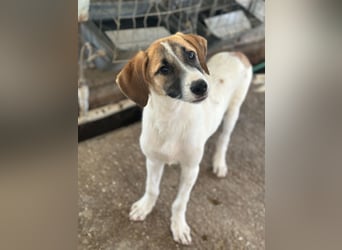 Haschi, geb. ca. 03/2026, lebt in GRIECHENLAND, im städt. Tierheim Serres