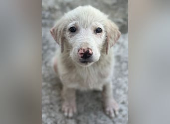Jonte, geb. ca. 05/2026, lebt in GRIECHENLAND, im städt. Tierheim Serres