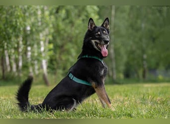 Sozialer Grey sucht liebevolles Zuhause