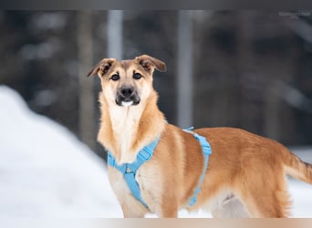 Freundlicher Tosha sucht seine Menschen