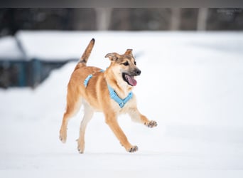 Freundlicher Tosha sucht seine Menschen