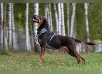 Ruhiger Miroscha sucht seine Menschen