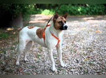 Tolle Jenny sucht liebevolles Zuhause