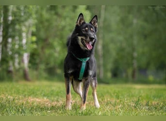 Sozialer Grey sucht liebevolles Zuhause