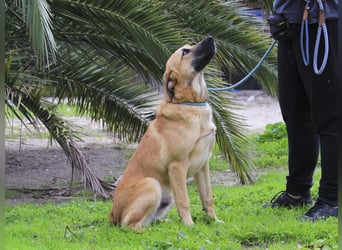 BEAU - ein leinenführiger freundlicher Welpe