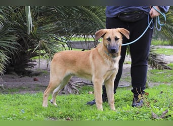 BEAU - ein leinenführiger freundlicher Welpe