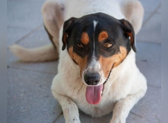 FABIO - sucht Bauchkrauler - mehr als 4 Jahre im Tierheim sind genug!!