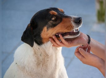 FABIO - sucht Bauchkrauler - mehr als 4 Jahre im Tierheim sind genug!!