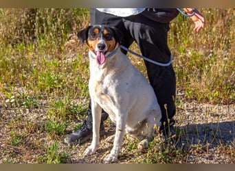 FABIO - sucht Bauchkrauler - mehr als 4 Jahre im Tierheim sind genug!!