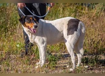 FABIO - sucht Bauchkrauler - mehr als 4 Jahre im Tierheim sind genug!!