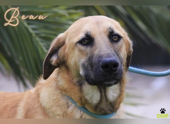 BEAU - ein leinenführiger freundlicher Welpe
