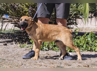 BEAU - ein leinenführiger freundlicher Welpe