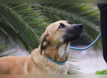BEAU - ein leinenführiger freundlicher Welpe
