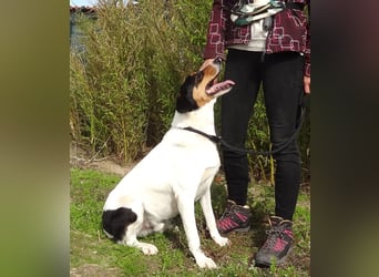 FABIO - sucht Bauchkrauler - mehr als 4 Jahre im Tierheim sind genug!!