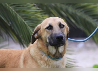 BEAU - ein leinenführiger freundlicher Welpe