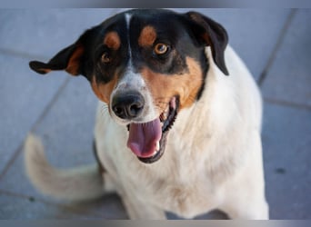 FABIO - sucht Bauchkrauler - mehr als 4 Jahre im Tierheim sind genug!!