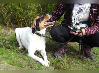 FABIO - sucht Bauchkrauler - mehr als 4 Jahre im Tierheim sind genug!!