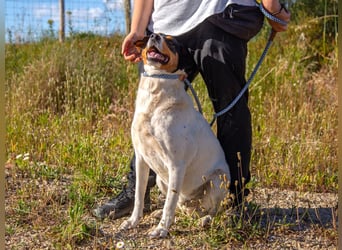 FABIO - sucht Bauchkrauler - mehr als 4 Jahre im Tierheim sind genug!!