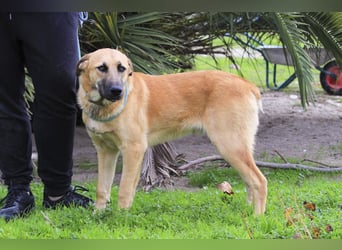 BEAU - ein leinenführiger freundlicher Welpe