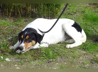 FABIO - sucht Bauchkrauler - mehr als 4 Jahre im Tierheim sind genug!!