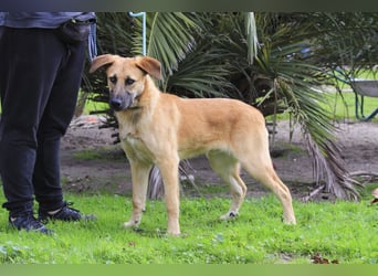 BEAU - ein leinenführiger freundlicher Welpe