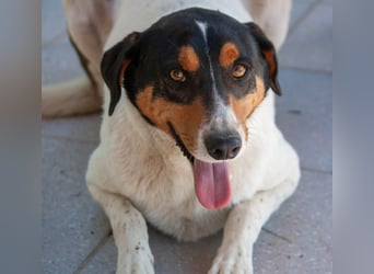 FABIO - sucht Bauchkrauler - mehr als 4 Jahre im Tierheim sind genug!!